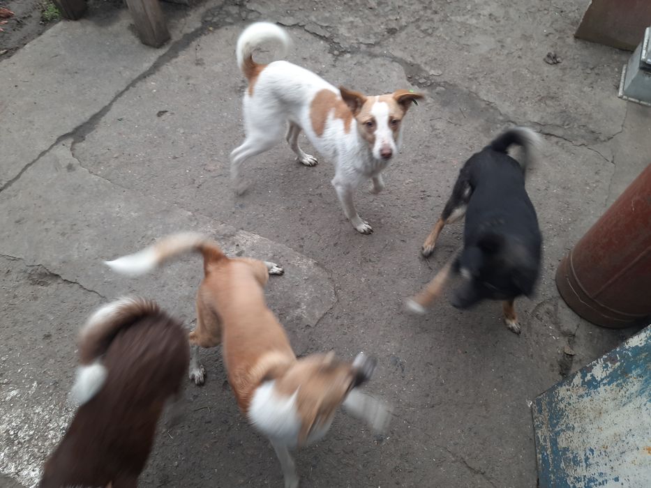 Віддам в добрі руки