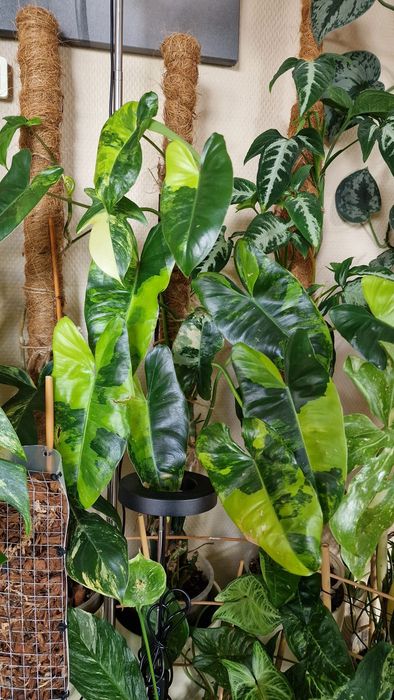 Philodendron burle marx variegata