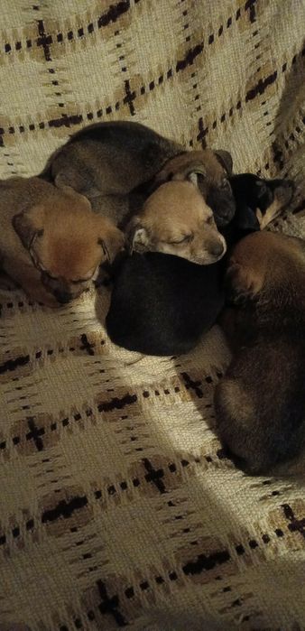 Oddam pieski ( 2 sunie i 2 pieski)