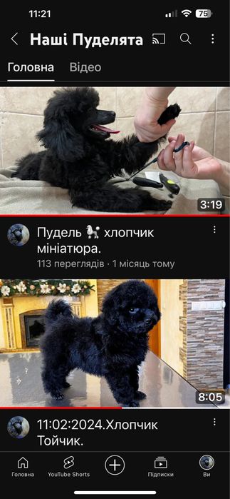Пудель .Тойчики хлопчик .