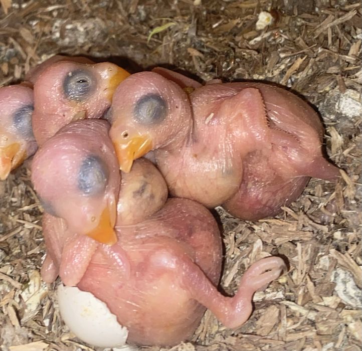 Ring Neckes para criar á mão