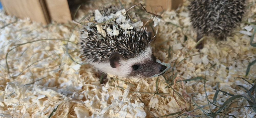 Jeż jeże pigmejskie młode samiczki .