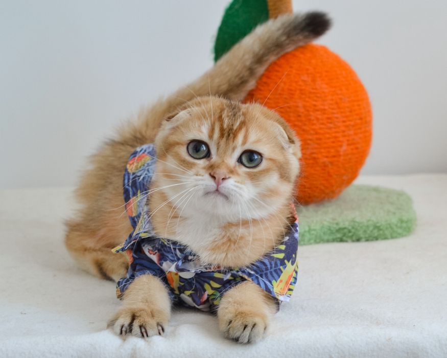 Золотий висловушка