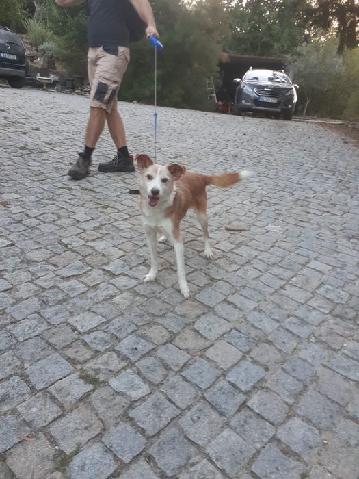 Cachorro Podengo para doar