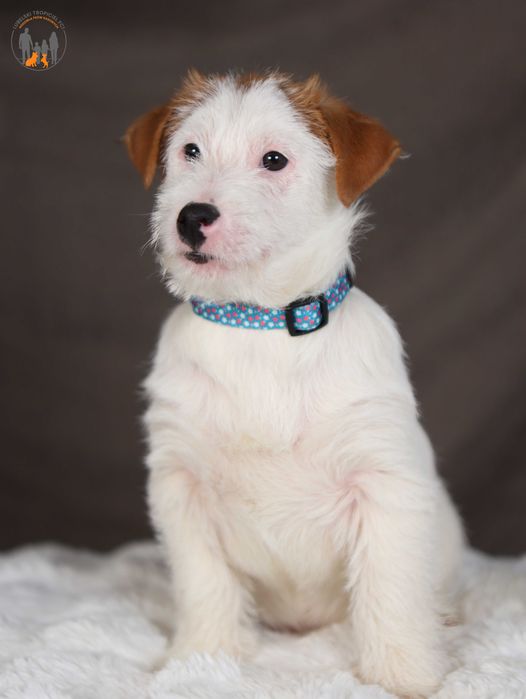 Jack Russell Terrier ZKwP FCI grzeczny piesek po CH.PL