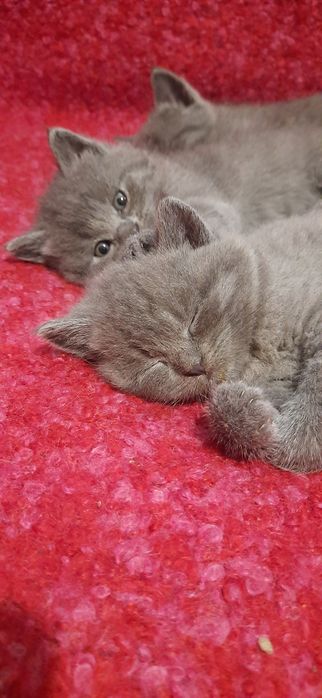 Британські кошенята