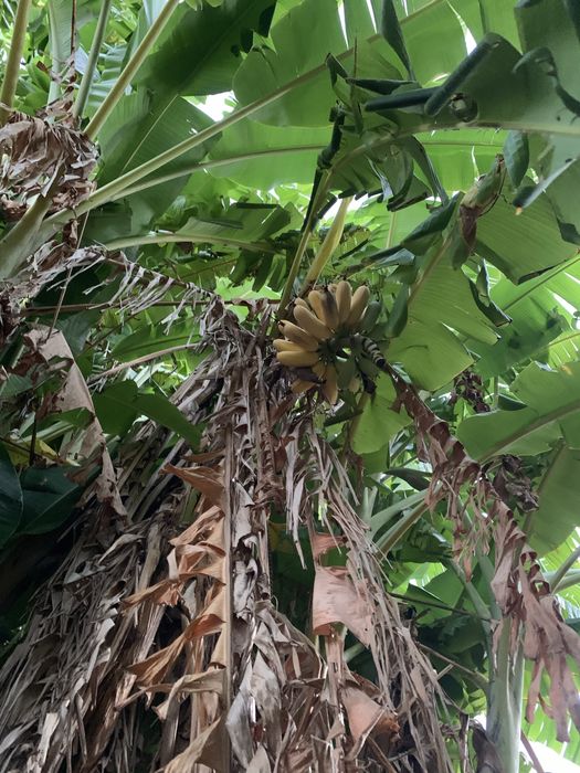 Árvores de fruta
