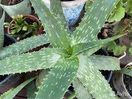 Алоє Вера рослини