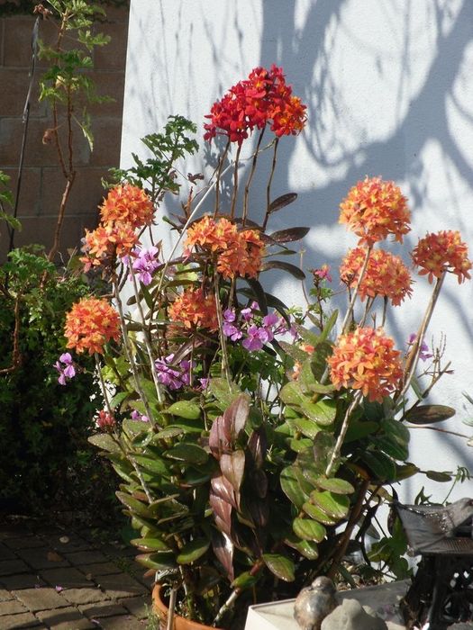 Orquídeas Epidendrum