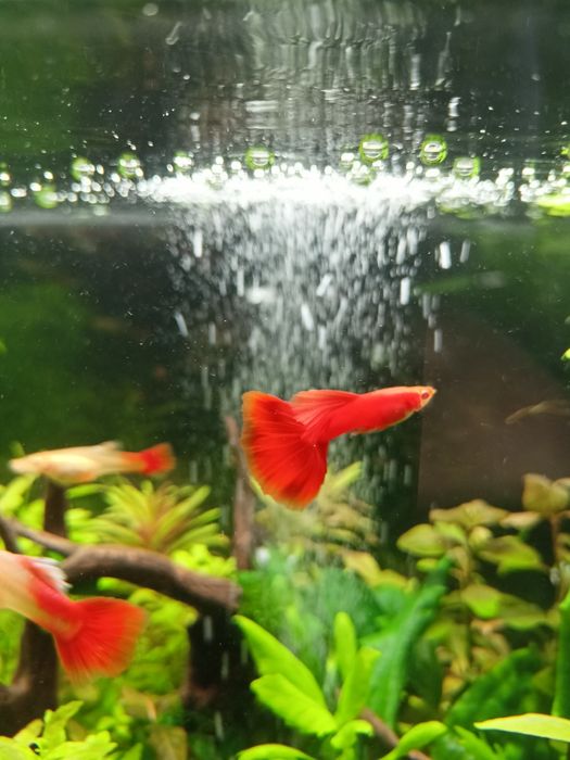 Gupik Full Red Albino (PARKA)