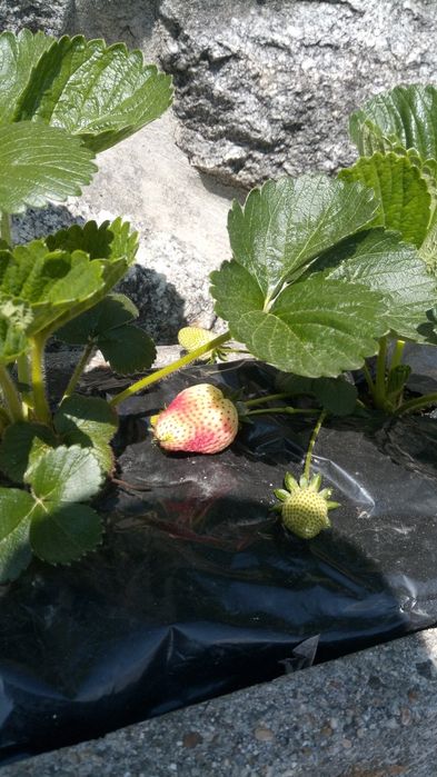 Morangueiro diamante