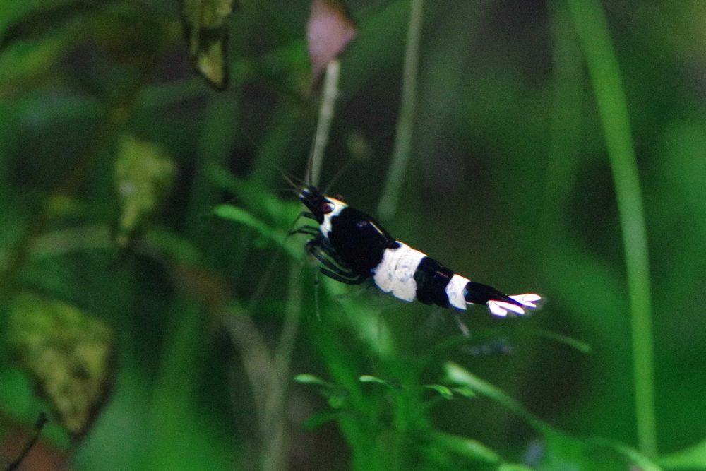 Krewetka cardina Taiwan bee panda black