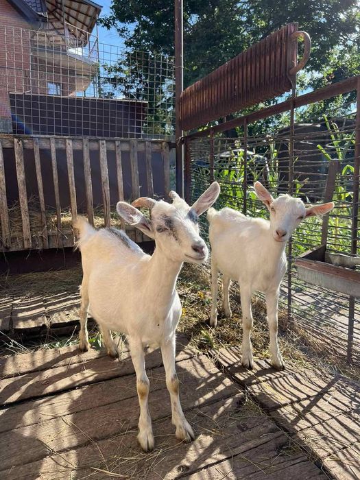 Козы Козочки Козлята