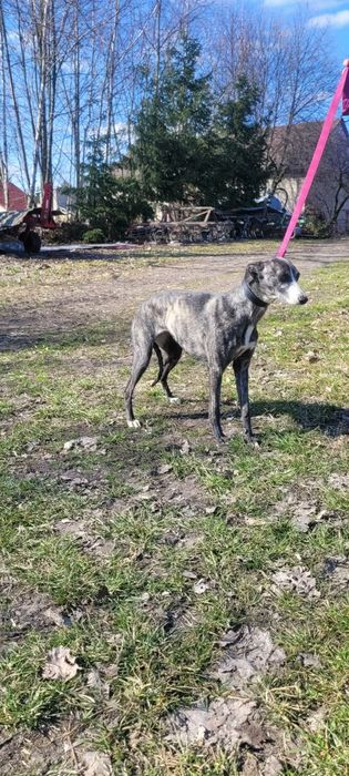 Sprzedam sukę charta