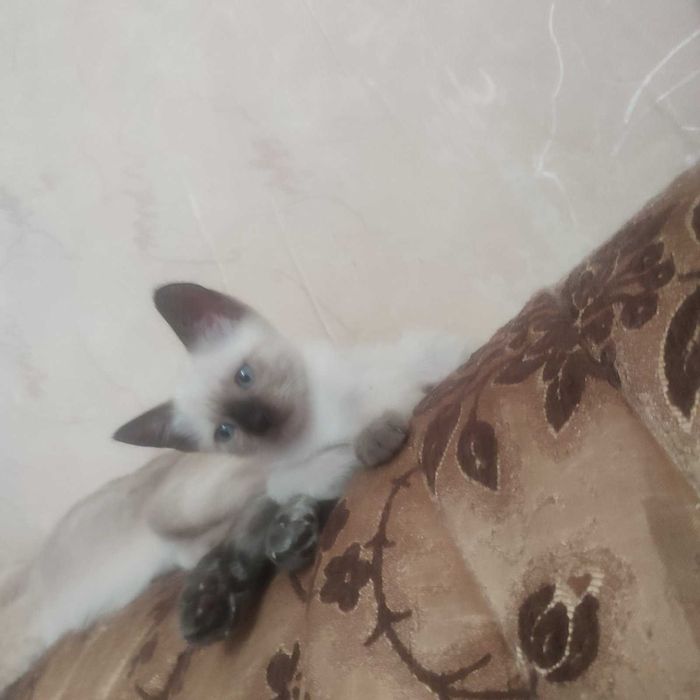 Тайские котята от элитных родителей