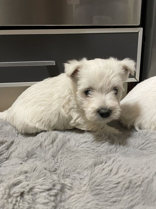 Szczeniaczek West Highland White Terrier