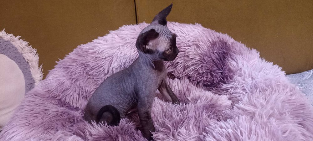 Devon Rex - kocieta - dolnośląskie