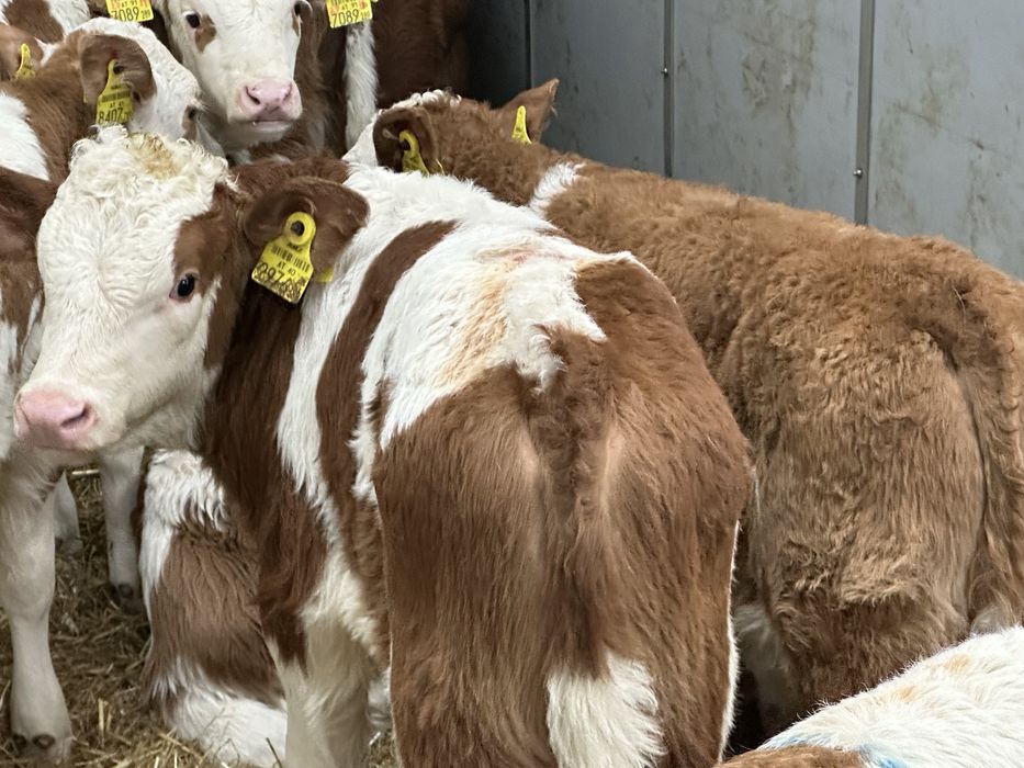 Cielaki odsadki byczki jałóweczki