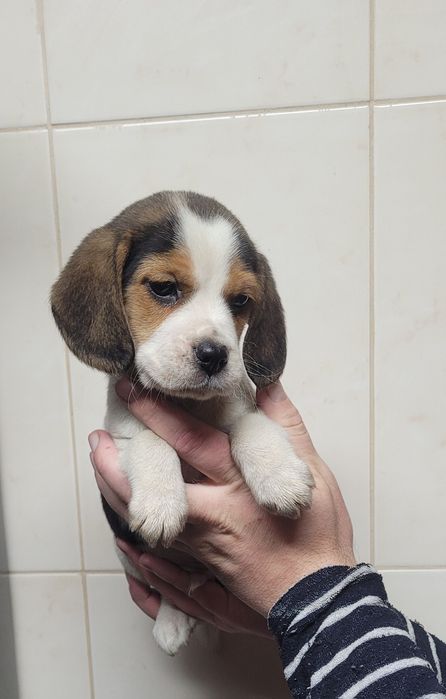 Cachorrinho beagle tricolor