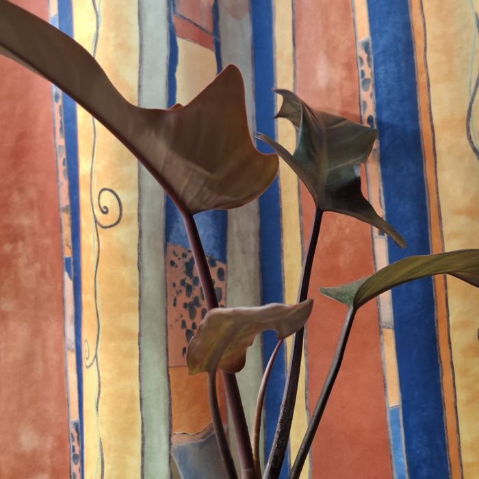 Sprzedam Philodendron Florida Bronze