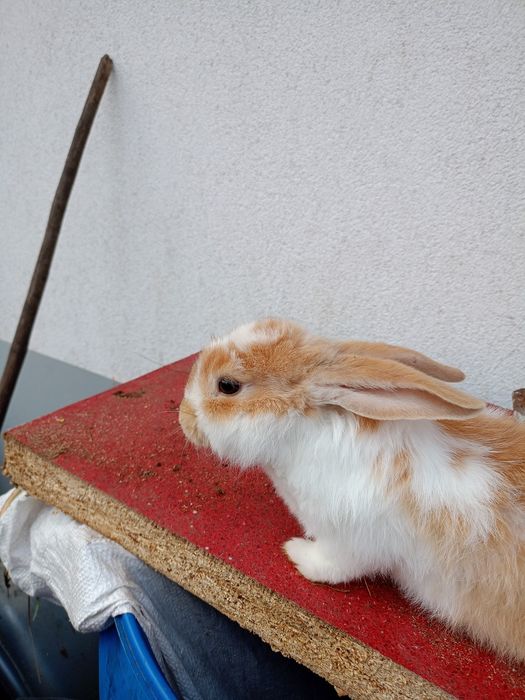 Króliczek (dziewczynka)