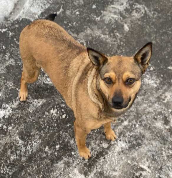 Молода маленька собака шукає дім