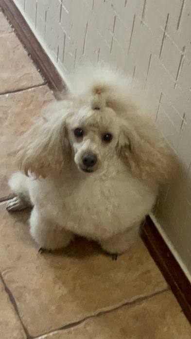 Вʼязка той пудель КСУ FCI розвязаний