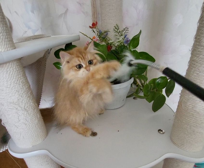 Золота шиншила ! Котики!