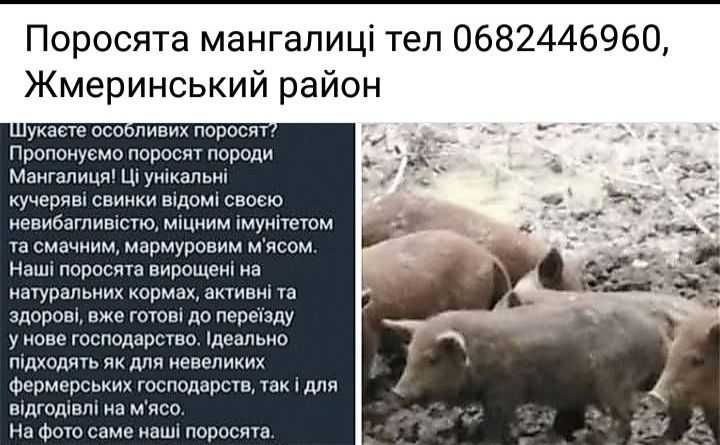 Поросята мангалиці