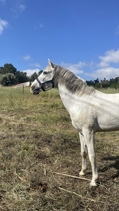 Cavalo Cruzado com livro verde