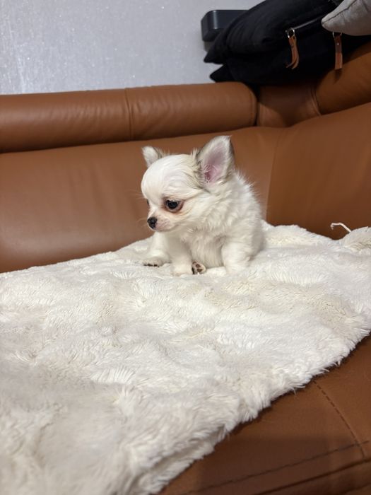 Chihuahua piękny piesek rodowód