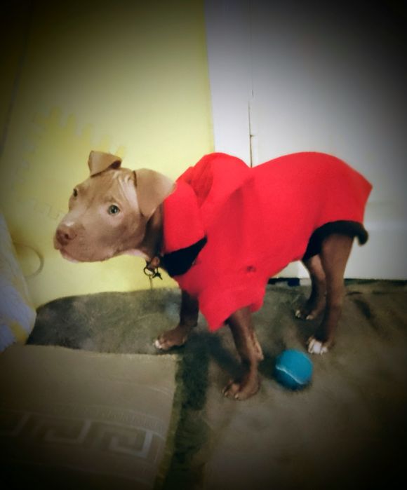 Щенок питбуля, кобель, редноуз, (хорошие гены)