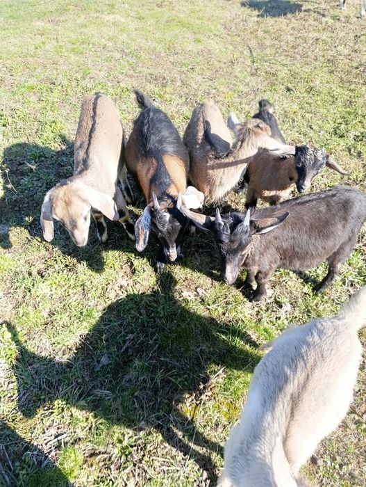 Кози кізоньки % нубійки