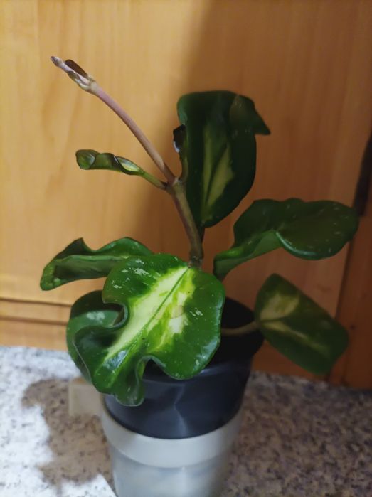 Хойя Обовата варієгата