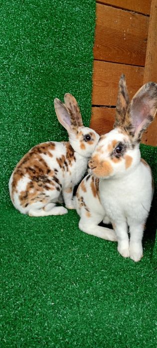 Samiczki rex reks trójbarwny dalmatyński