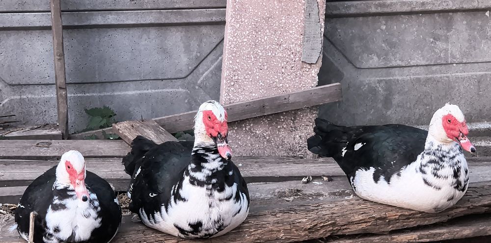 Kaczki francuskie piżmowe kaczory kaczuszki