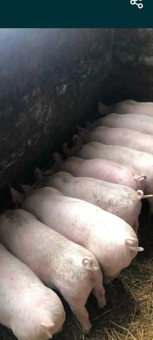 Продам поросят мясних порід від  28 до 30 кг .Біла велика.