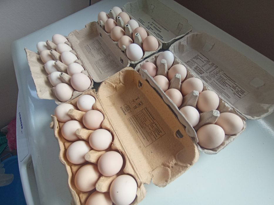 Jajka wiejskie od kur z wolnego wybiegu!!