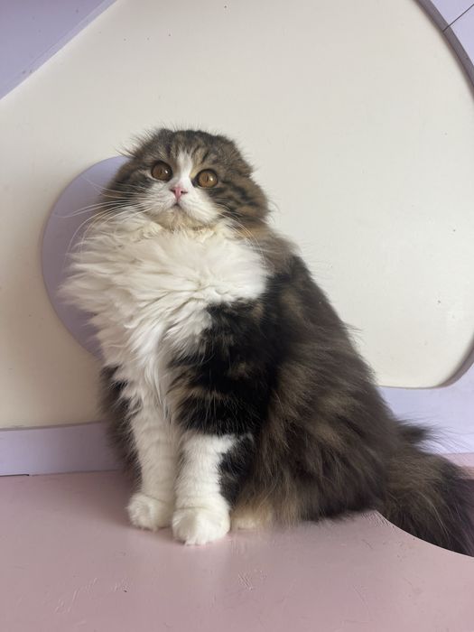 Haighland fold femea