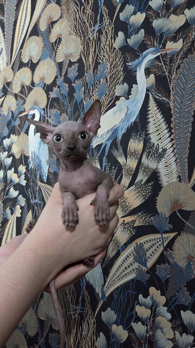 Sfinks Kanadyjski chłopczyk ROMUŚ