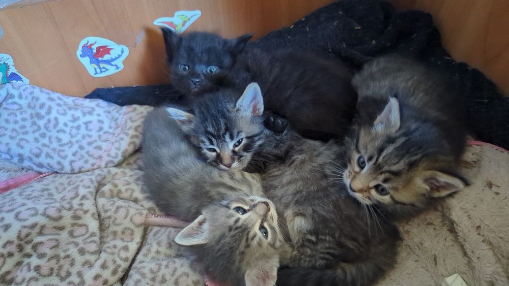 Отдам котиков исключительно в хорошие руки
