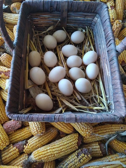 Ovos de pato do campo