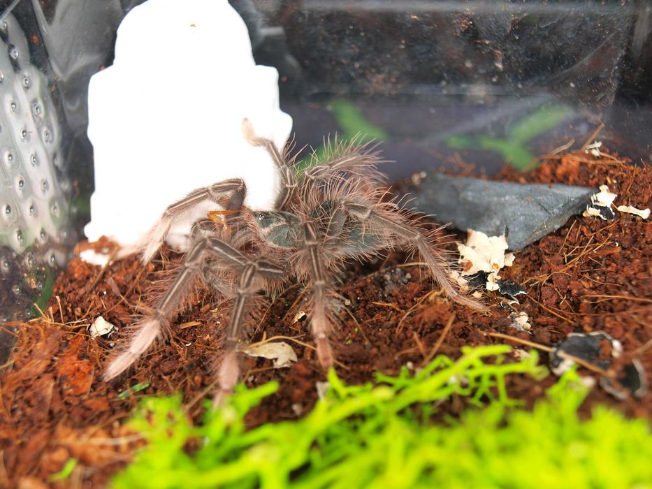 Theraphosa apophysis L3