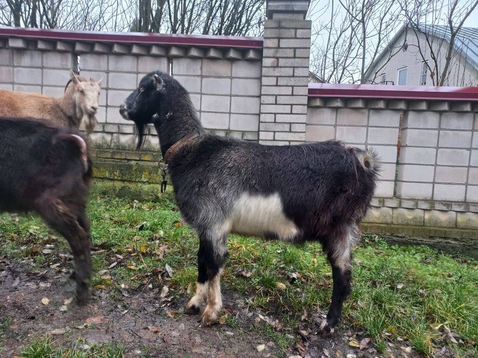 Продам Кози, Козли