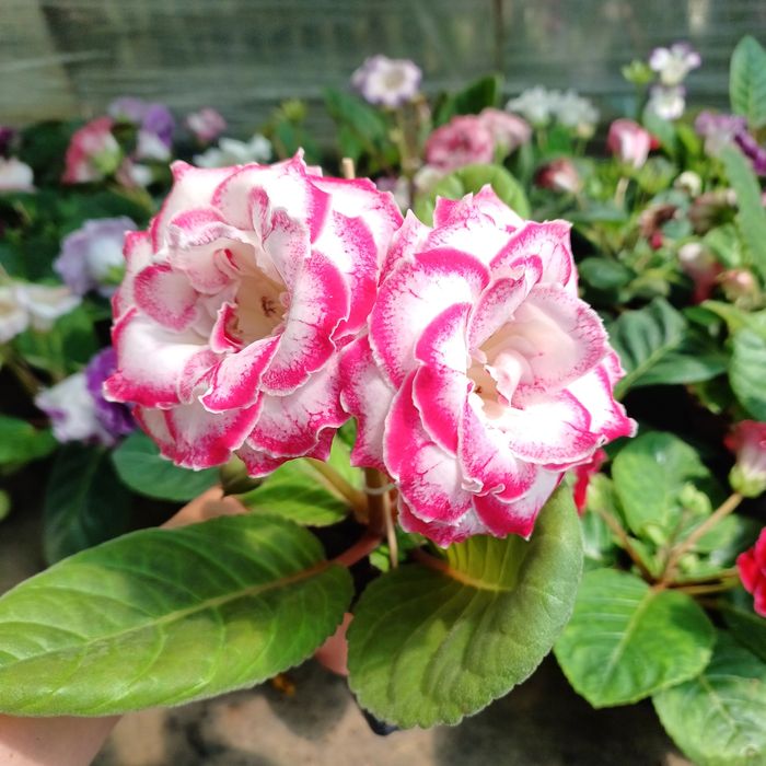 Насіння глоксиній