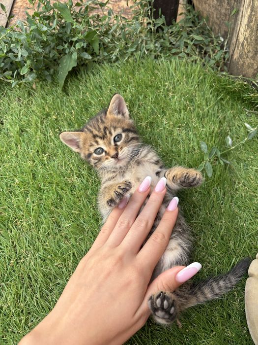 Отдам кошку в хорошие руки