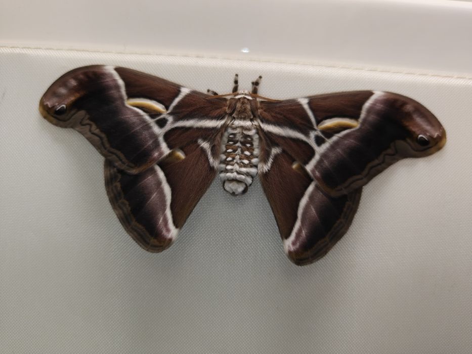 Ovos de Samia ricini