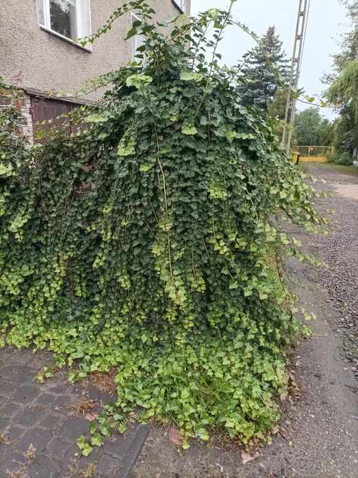 Bluszcz zimozielony 50 szt