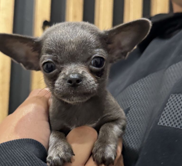 Pies Chihuahua Niebiesko-bialy Max