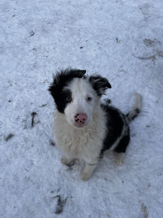 Border Collie czarno biale